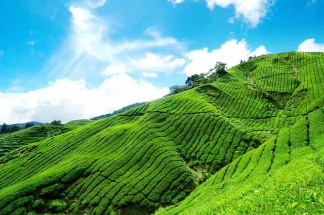 各省茶叶产业发展现状和发展趋势（中国茶叶产业发展现状）